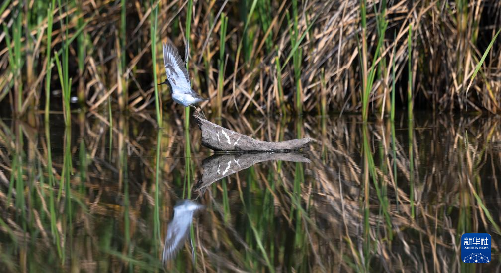 海南昌江:海尾湿地 朝气蓬勃