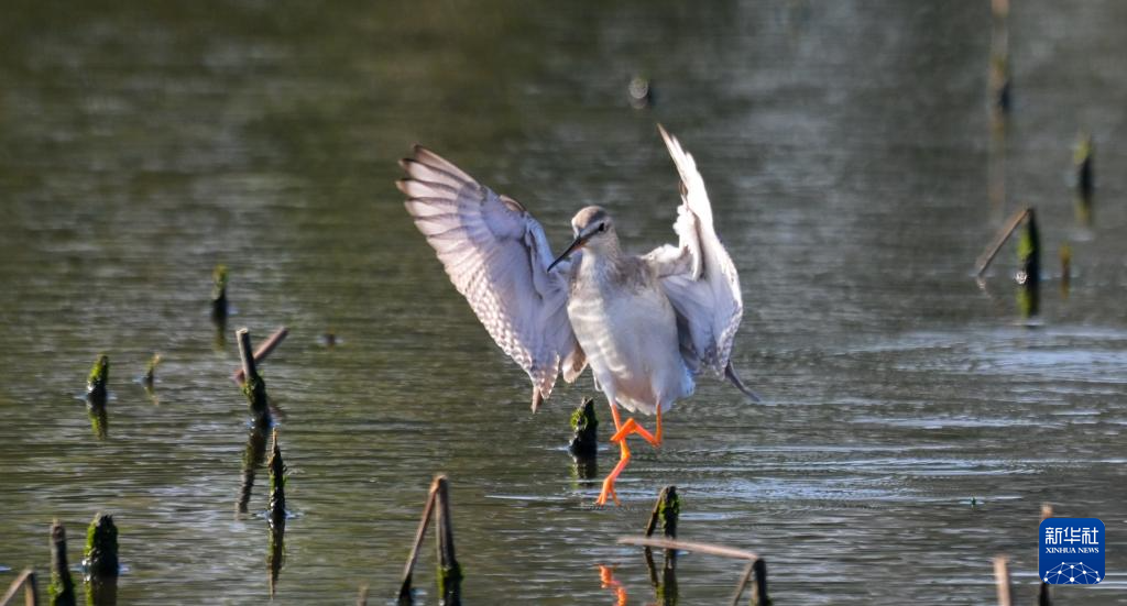 海南昌江:海尾湿地 朝气蓬勃