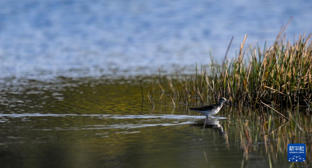 海南昌江:海尾湿地 朝气蓬勃