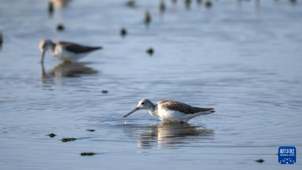 海南昌江:海尾湿地 朝气蓬勃