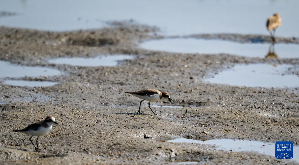 海南昌江:海尾湿地 朝气蓬勃
