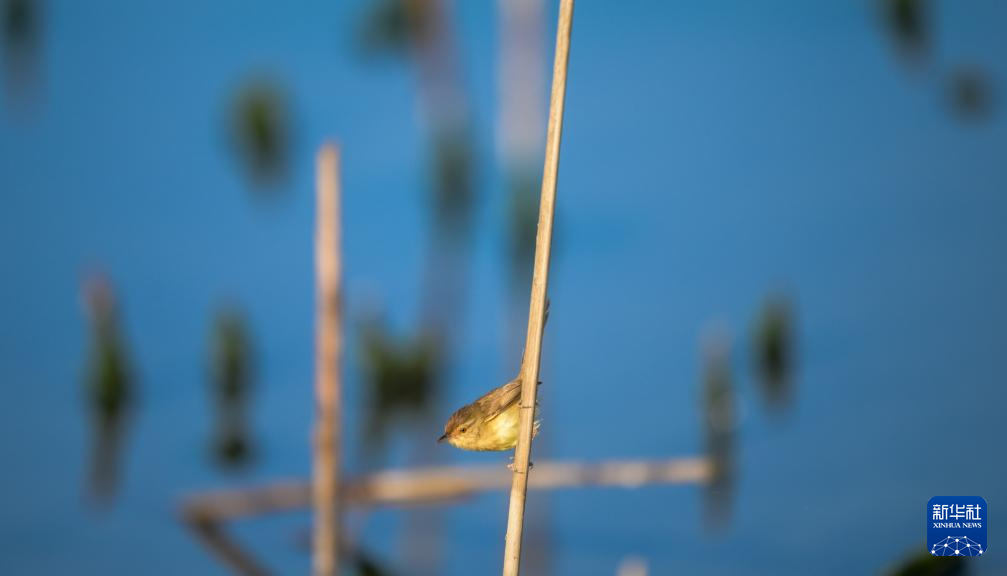 海南昌江:海尾湿地 朝气蓬勃
