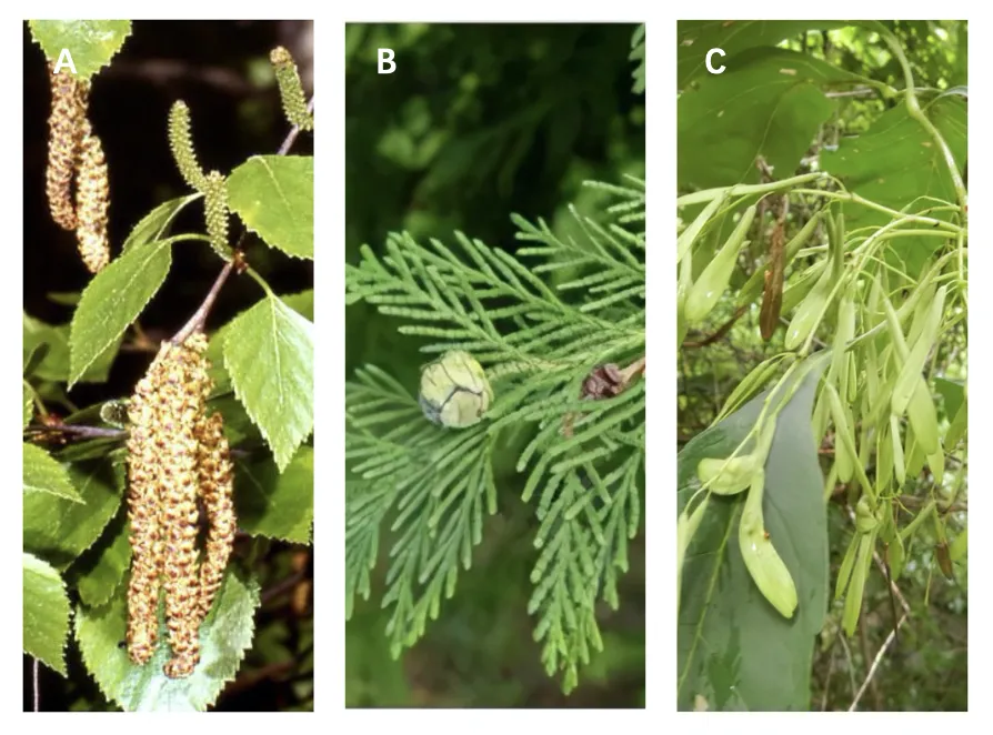 科学认识 积极防护 系统治理——春季花粉过敏面面观