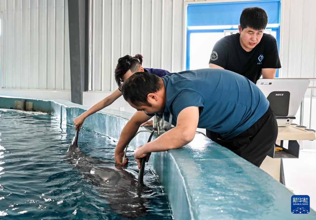 水中精灵的守护者