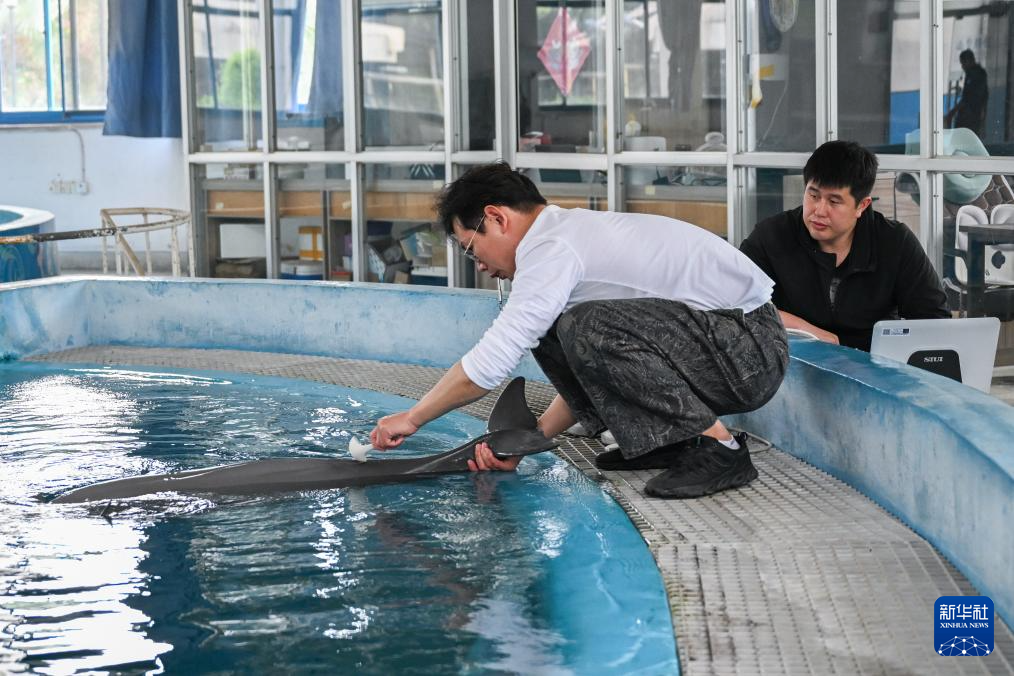 水中精灵的守护者