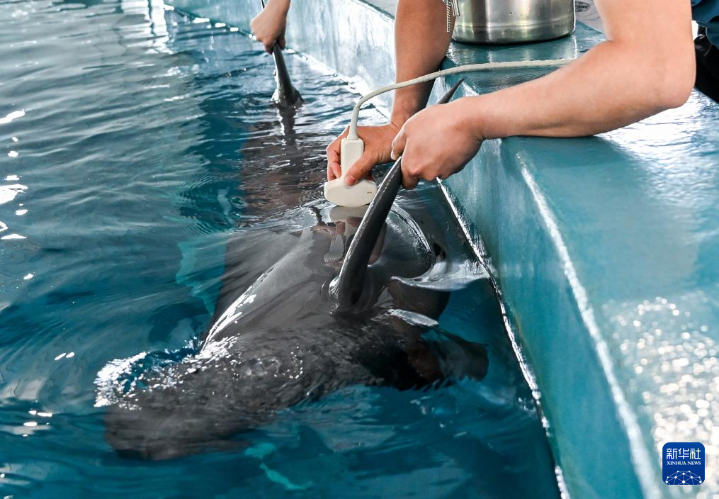 水中精灵的守护者