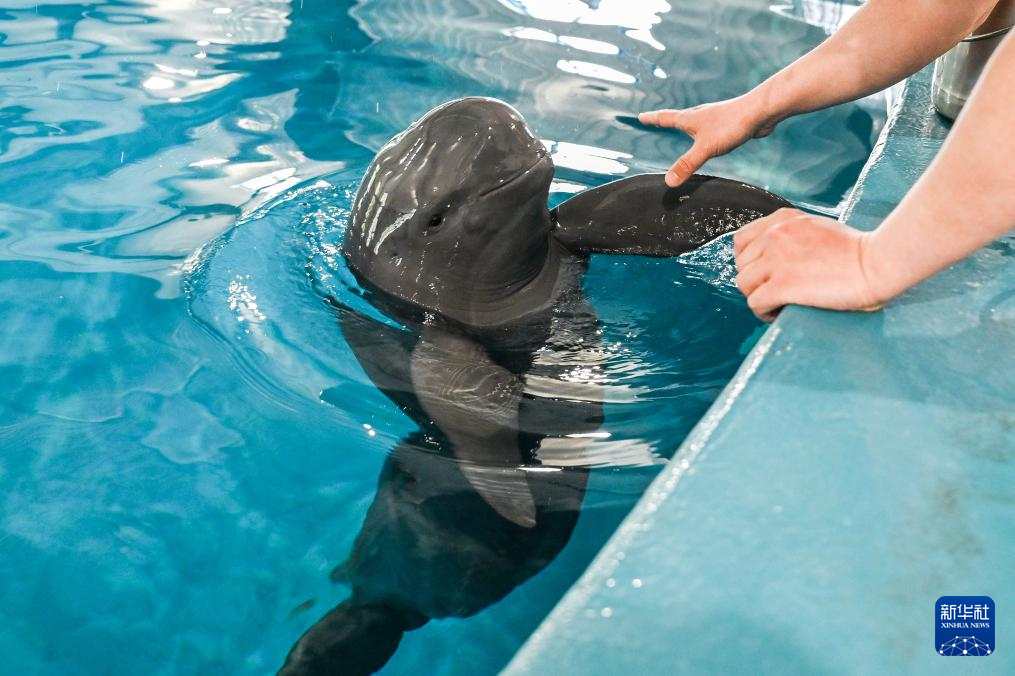 水中精灵的守护者