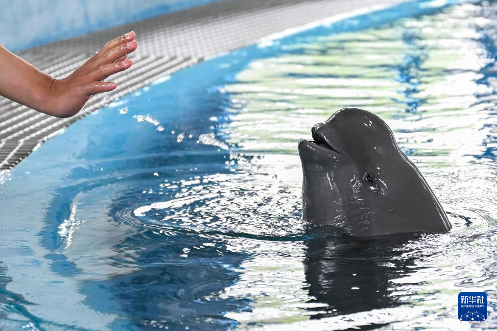 水中精灵的守护者