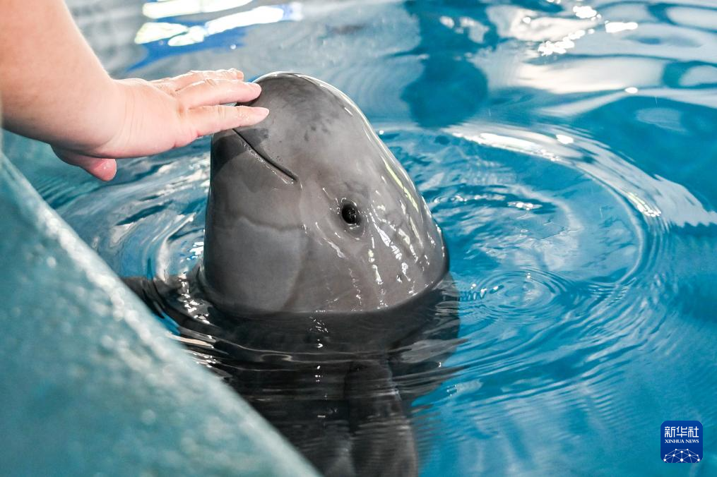 水中精灵的守护者