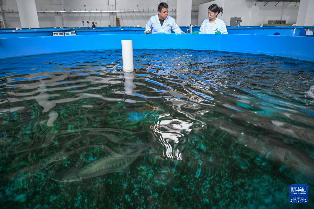 水中精灵的守护者