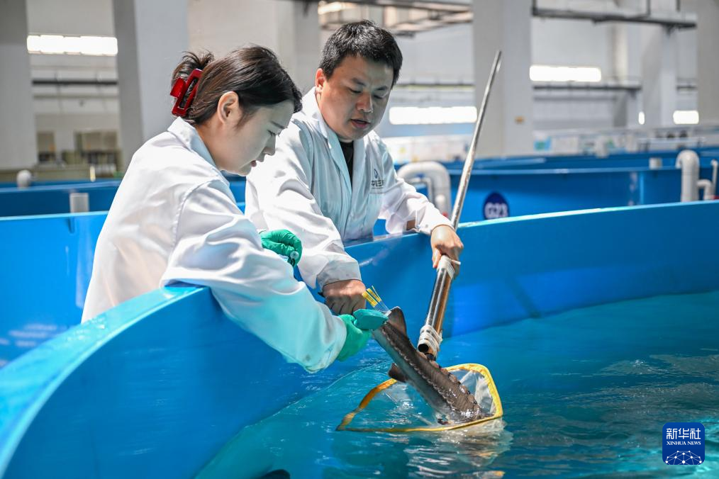 水中精灵的守护者