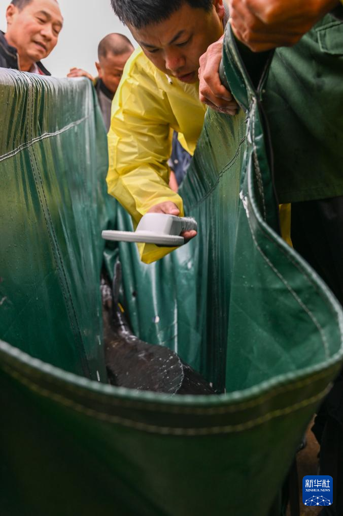 水中精灵的守护者