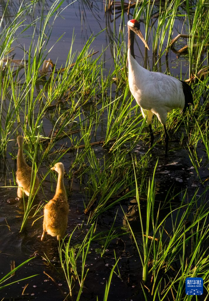 野生丹顶鹤“带娃”忙