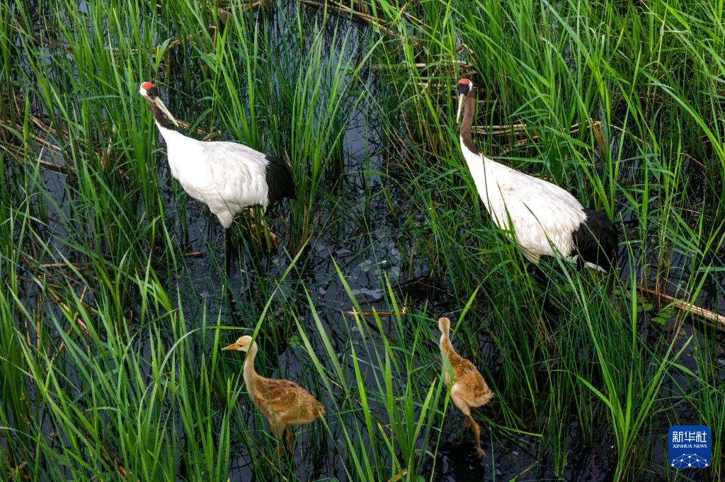 野生丹顶鹤“带娃”忙