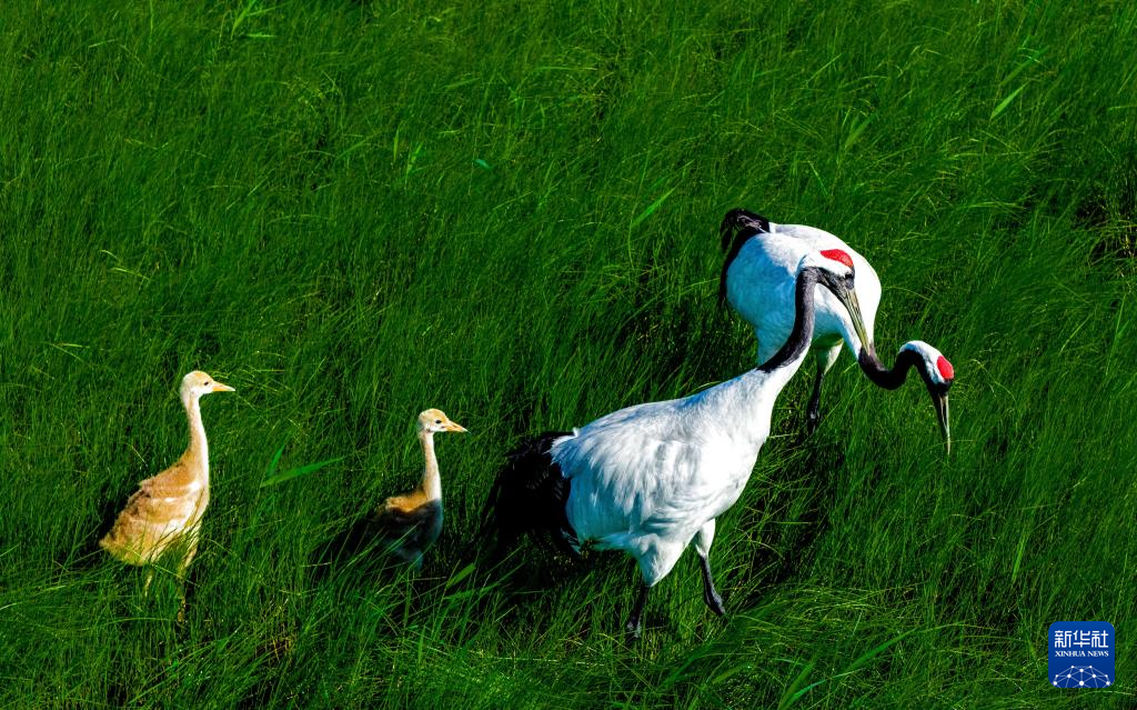 野生丹顶鹤“带娃”忙