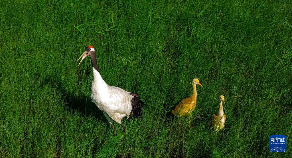 野生丹顶鹤“带娃”忙