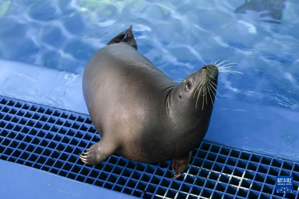 海南网红海豹“阿侬”被安全转运救助