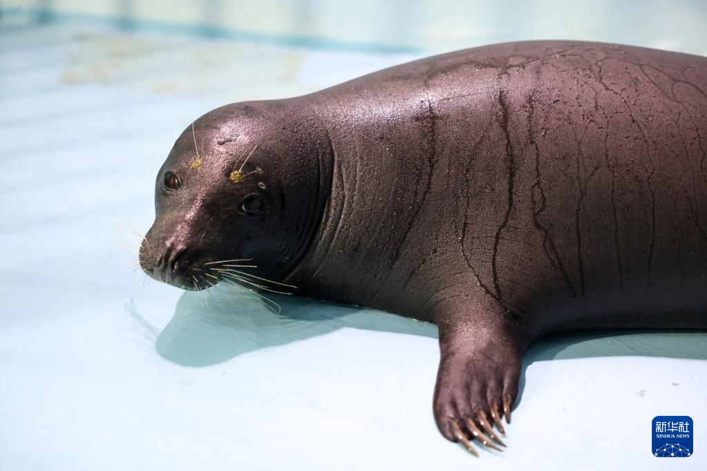 海南网红海豹“阿侬”被安全转运救助