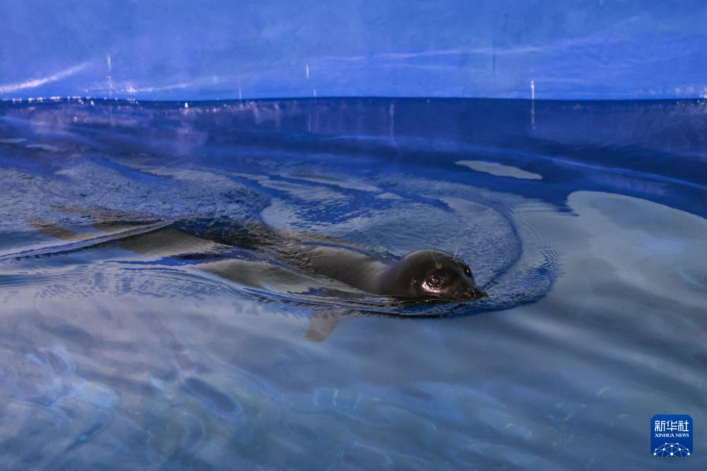 海南网红海豹“阿侬”被安全转运救助