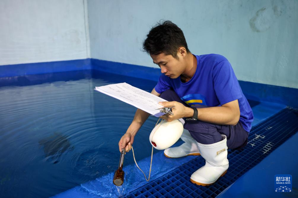 海南网红海豹“阿侬”被安全转运救助