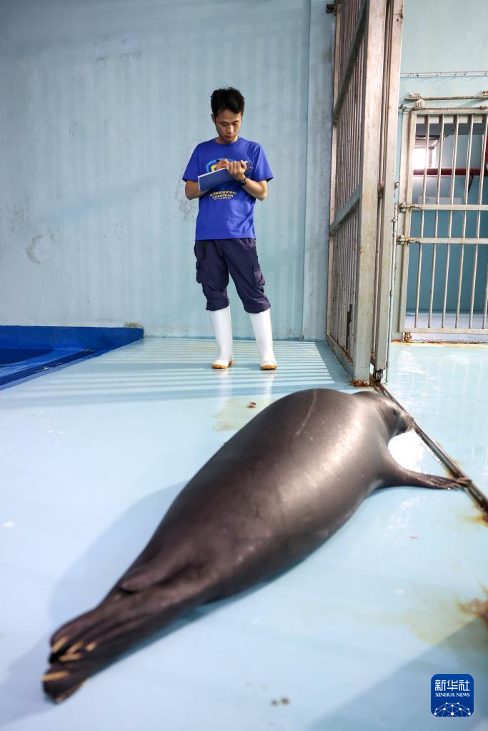 海南网红海豹“阿侬”被安全转运救助