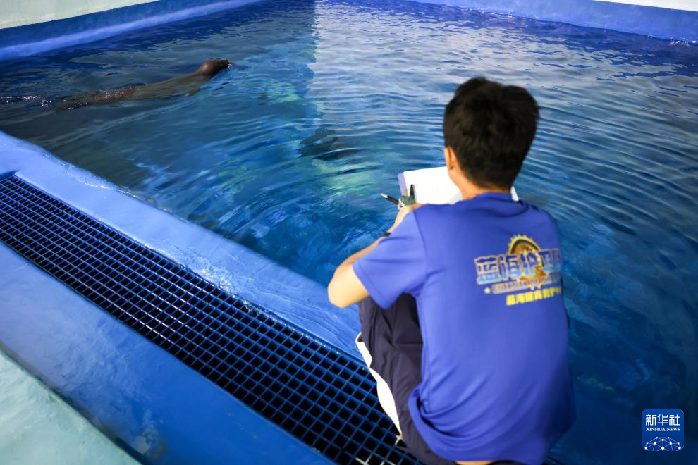 海南网红海豹“阿侬”被安全转运救助