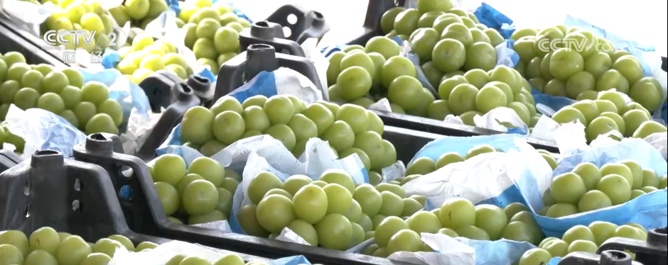 8月份消费市场运行总体平稳 “果盘子”“肉案子”物丰价降