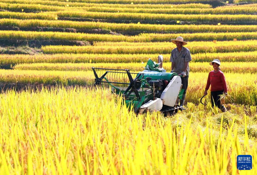 全国秋粮收获过五成