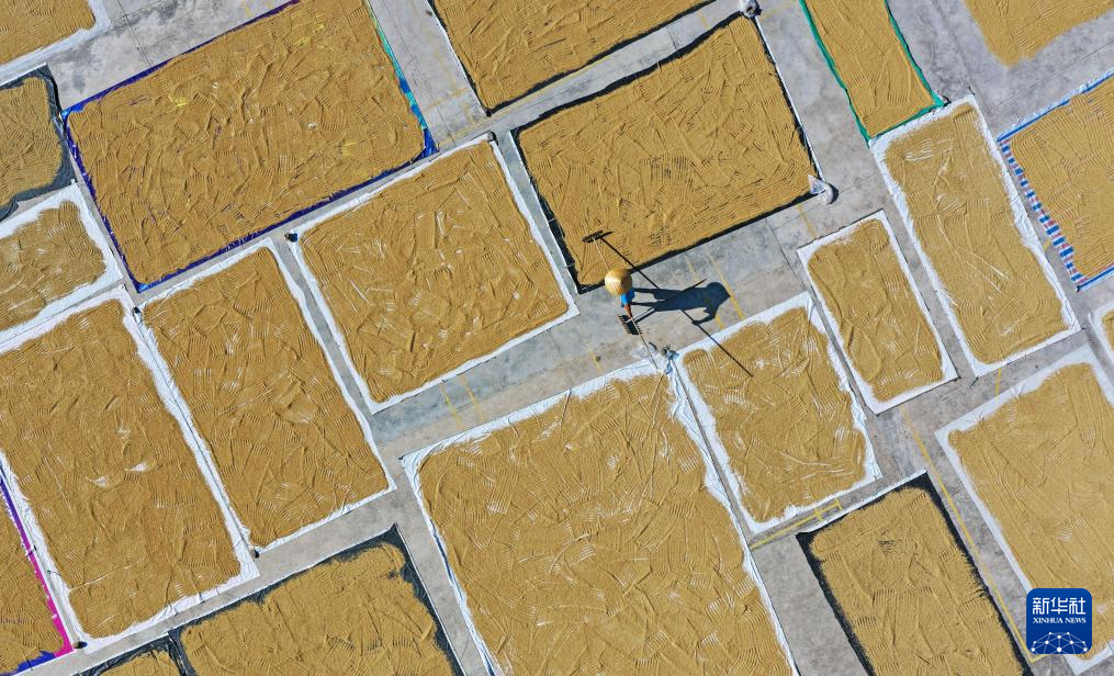 全国秋粮收获过五成