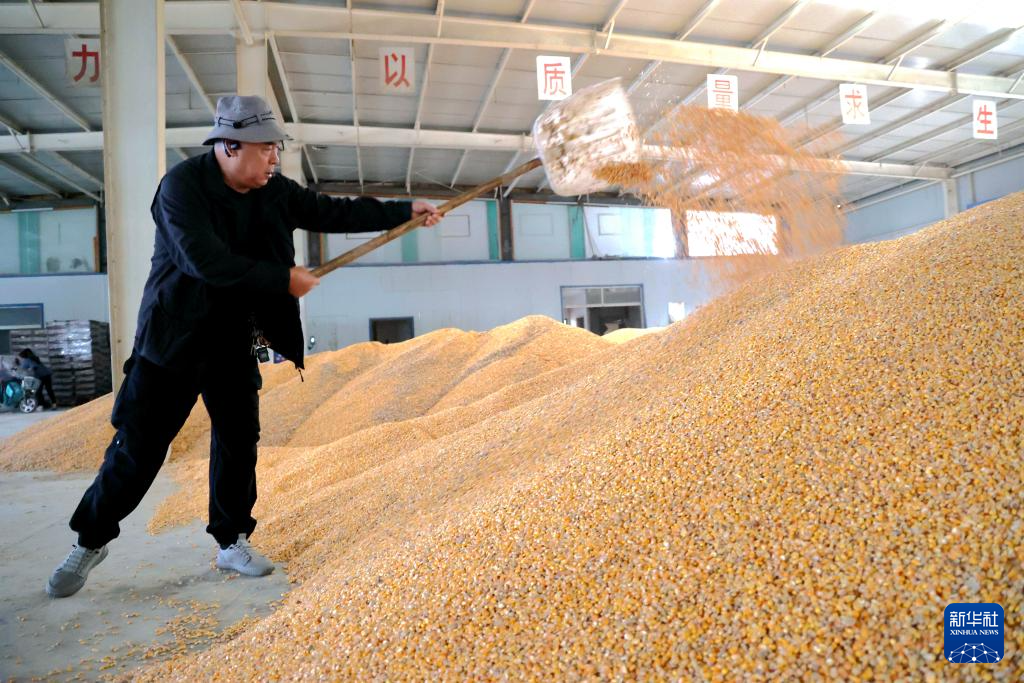 全国秋粮收获过五成