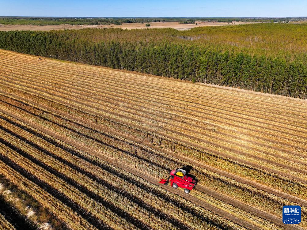 内蒙古通辽:玉米迎丰收