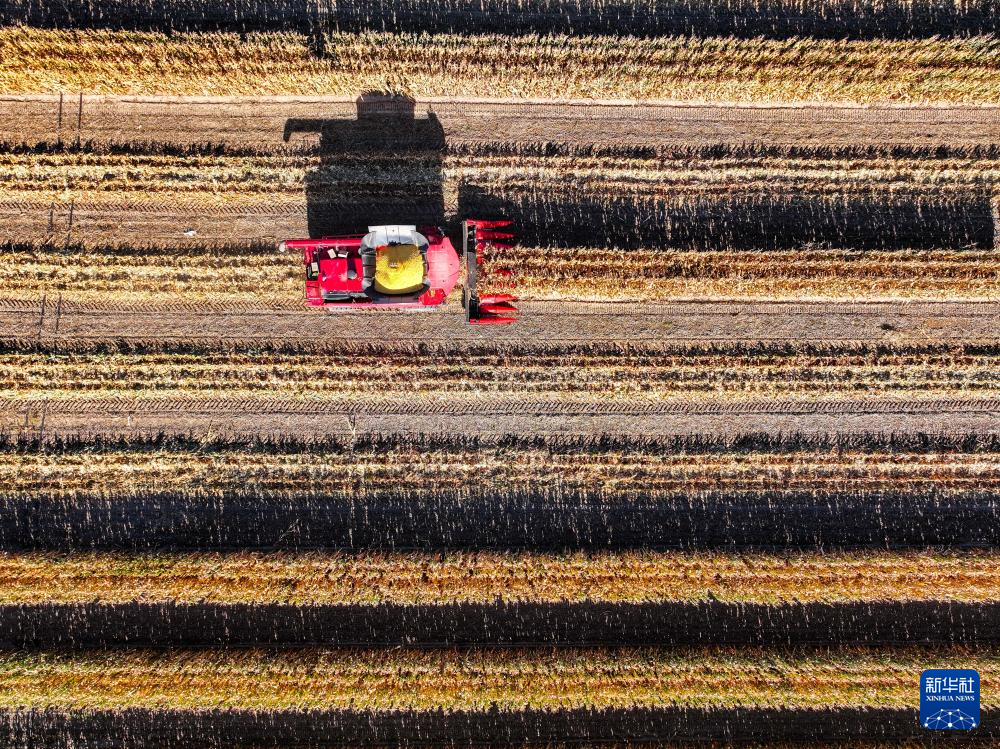 内蒙古通辽:玉米迎丰收