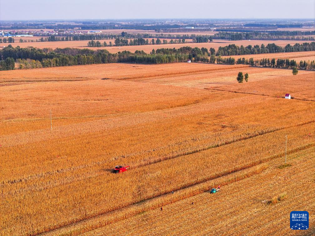 内蒙古通辽:玉米迎丰收