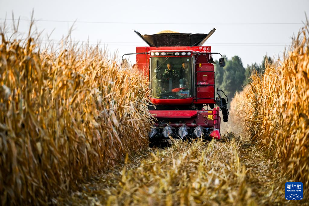内蒙古通辽:玉米迎丰收
