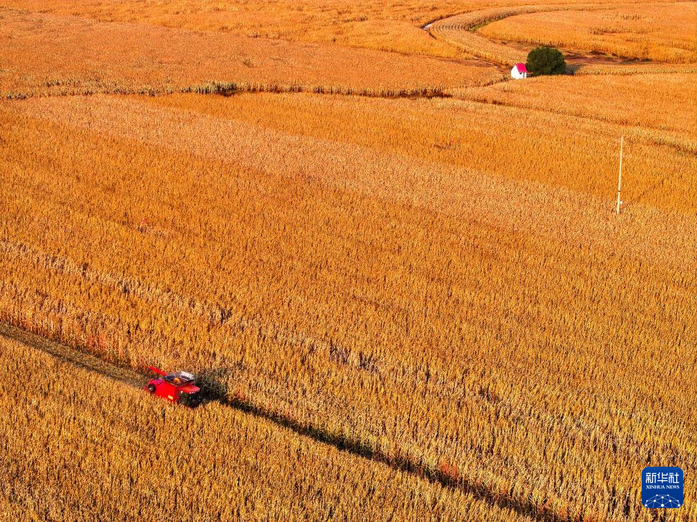 内蒙古通辽:玉米迎丰收