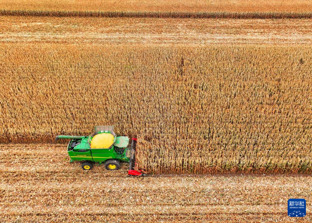 内蒙古通辽:玉米迎丰收