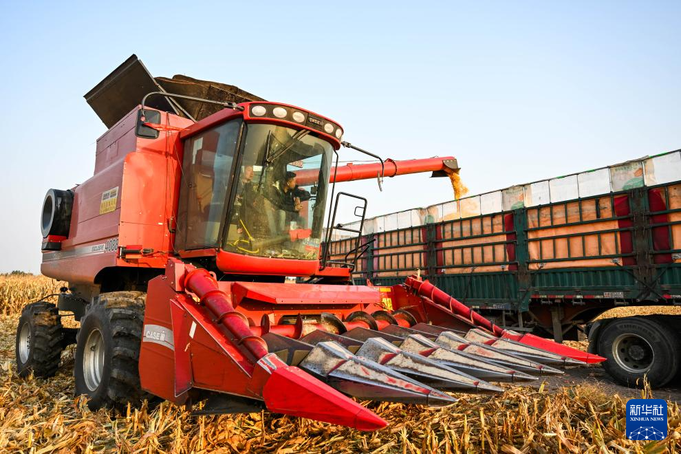 内蒙古通辽:玉米迎丰收