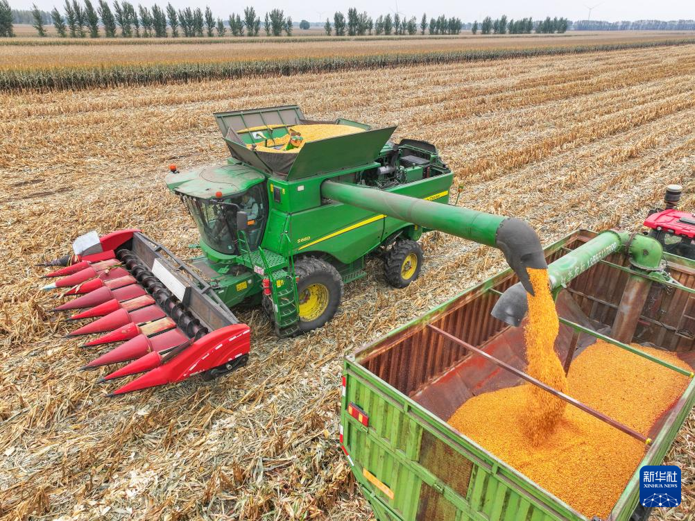 内蒙古通辽:玉米迎丰收