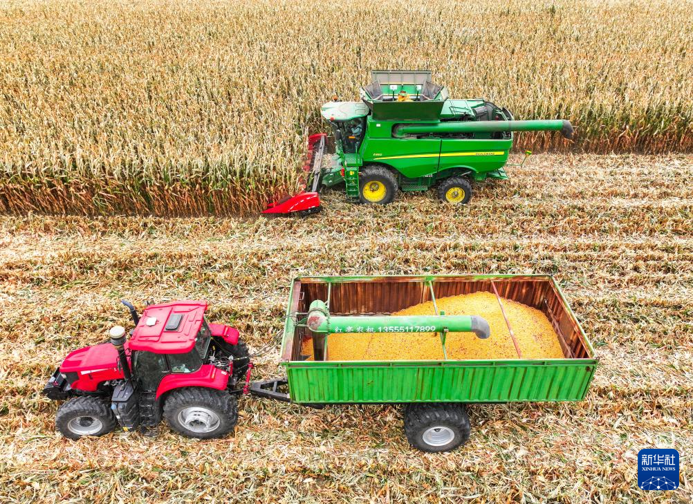 内蒙古通辽:玉米迎丰收
