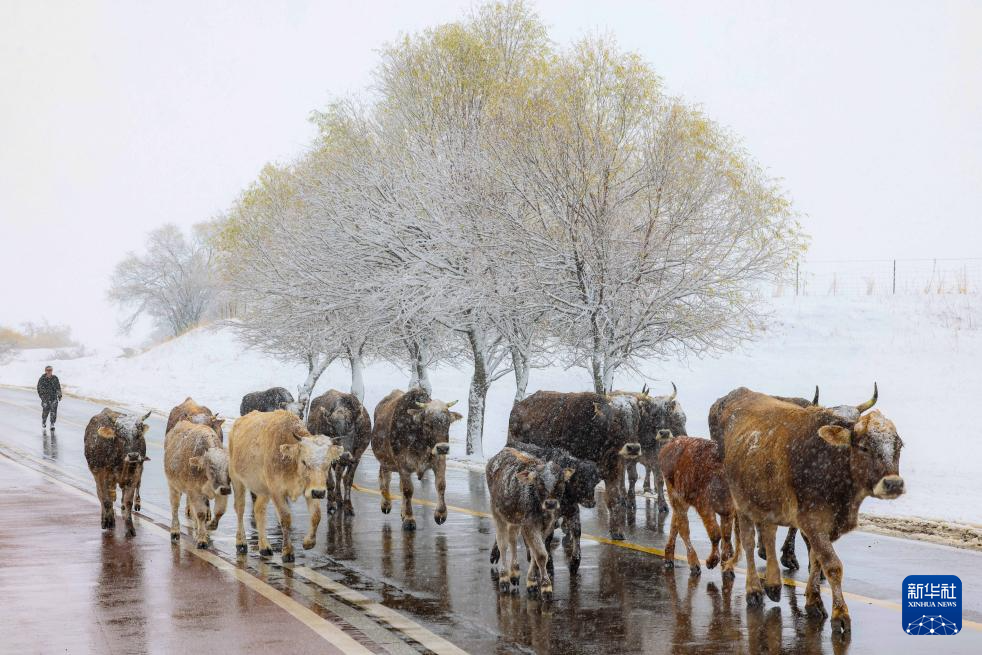 新疆多地迎来降雪