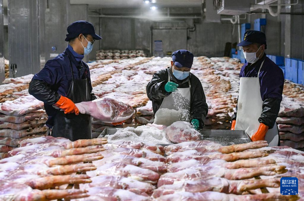 浙江金华:火腿腌制进入忙碌季节