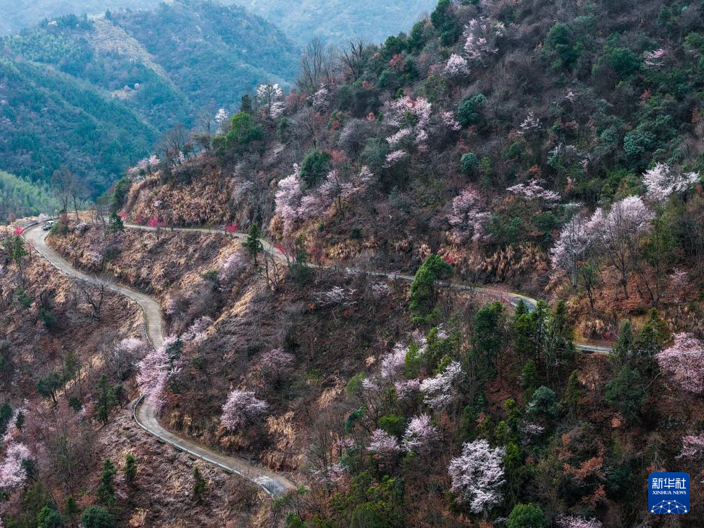 美丽中国丨万亩山花迎春来 山乡美景助共富