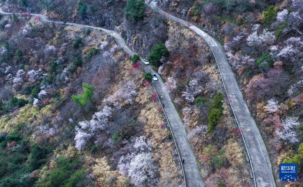 美丽中国丨万亩山花迎春来 山乡美景助共富