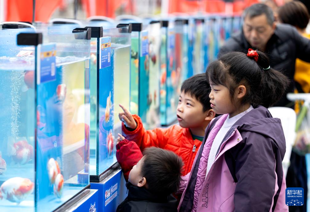 新春赏金鱼