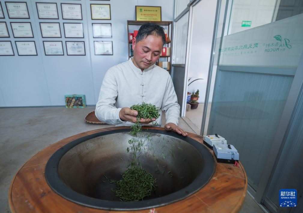 浙江武义:春茶全面开采