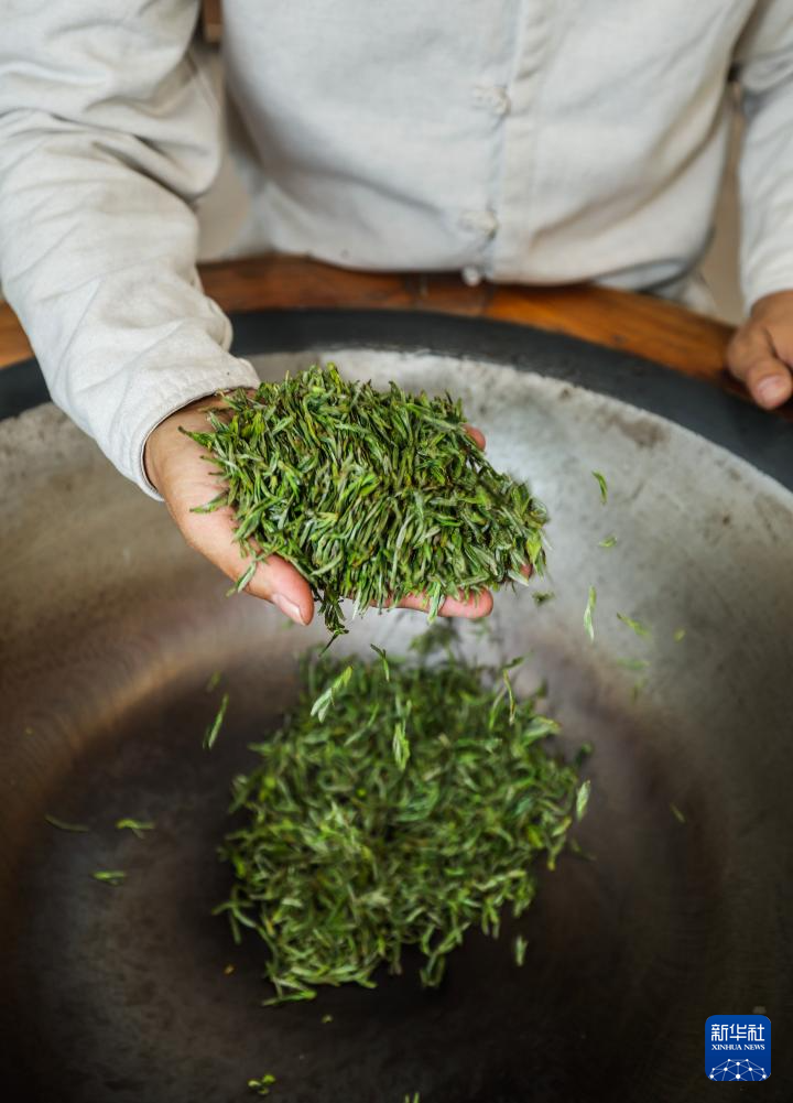 浙江武义:春茶全面开采