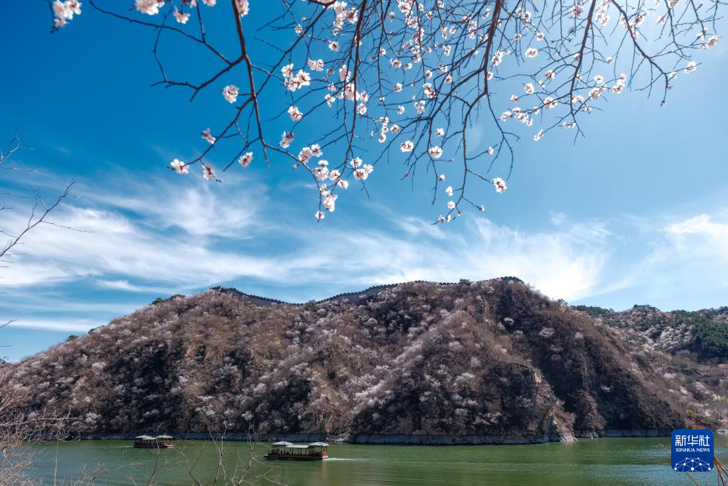 黄花城水长城:山花烂漫 春意正浓