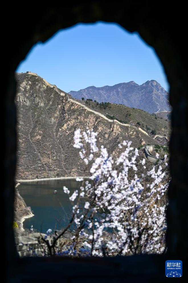 黄花城水长城:山花烂漫 春意正浓