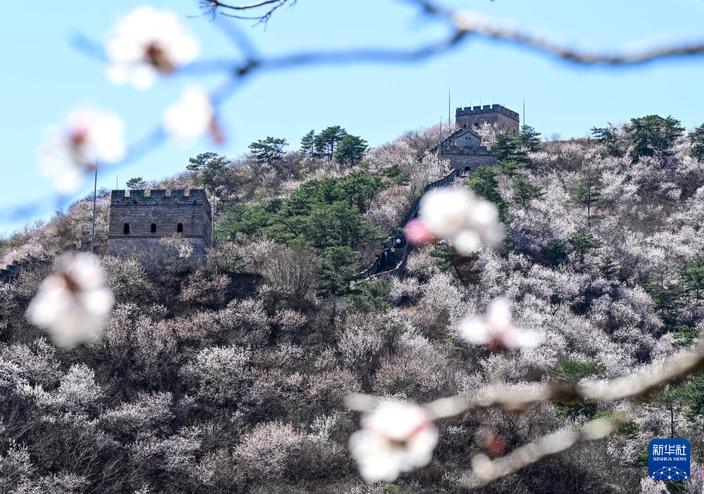 黄花城水长城:山花烂漫 春意正浓