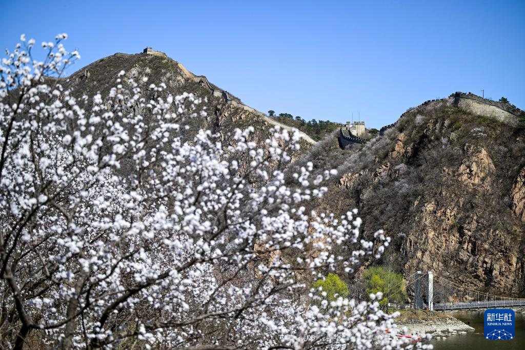 黄花城水长城:山花烂漫 春意正浓